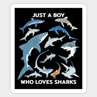 Just a boy who loves sharks Sticker